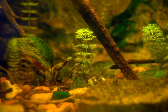 Podwodne rośliny