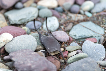 A macro of a collage of beach pebbles and rocks. There's a single small dead outer shell of a skate...