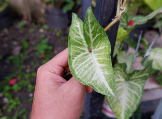 hand holding tropical beautiful green  of Syngonium podophyllum leaves