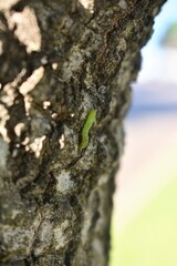 Caterpillar on a tree