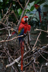 colorful macaw on a branch