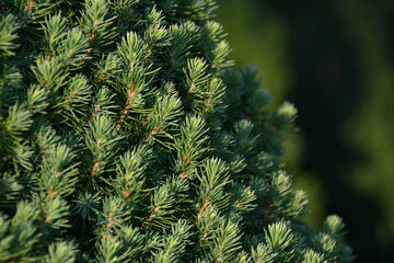 Twigs with needles of a decorative subspecies of European dwarf pine close-up in yellow evening sunlight, blurred background.