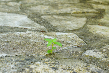 plante dans rochers