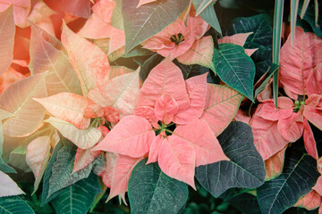 Euphorbia pulcherrima is a shrub or small tree, typically reaching a height of 0.6-4 metres