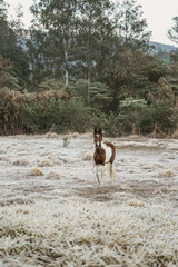 Naklejka na ściany i meble Beautiful winter landscape on harsh weather, Monte Alegre do Sul, Sao Paulo, Brasil, 30 July 2021 - lonely horse on field