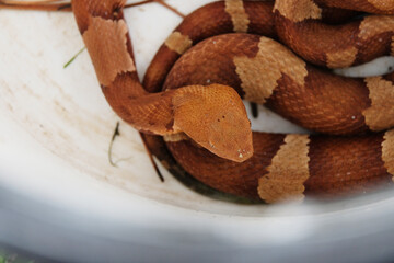 Venomous Copperhead snake head shows dangerous reptile pattern.
