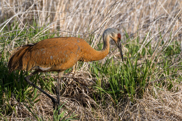 Sandhill Crane