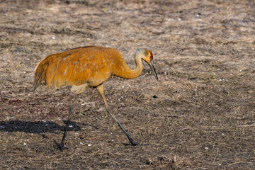 Sandhill Crane