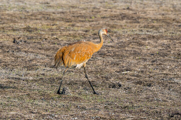 Sandhill Crane