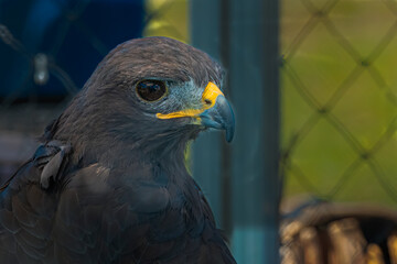 2021-08-09 A CLOSE UP OF A PEREGRINE FALCON SITTING ON ITS PERCH
