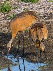 Sandhill Cranes