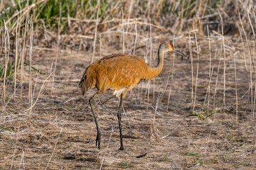 Sandhill Crane