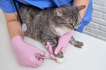 A uniformed doctor cuts the claws of a cat at a pet clinic