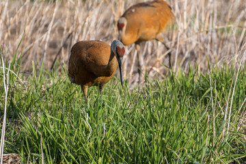 Sandhill Cranes