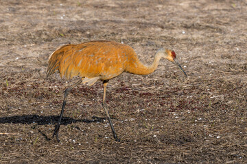 Sandhill Crane
