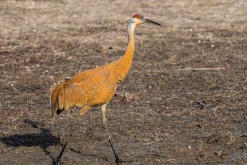 Sandhill Crane