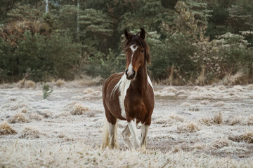 Beautiful winter landscape on harsh weather, Monte Alegre do Sul, Sao Paulo, Brasil, 30 July 2021 - lonely horse on field