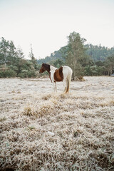 Fototapeta na wymiar Beautiful winter landscape on harsh weather, Monte Alegre do Sul, Sao Paulo, Brasil, 30 July 2021 - lonely horse on field