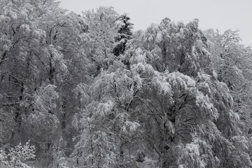 A forest with snowy trees in winter in Bregenz, Vorarlberg, Austria.