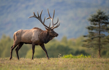 Bull Elk Portrait 