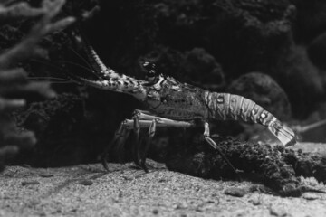 Grayscale shot of a tropical lobster swimming underwater