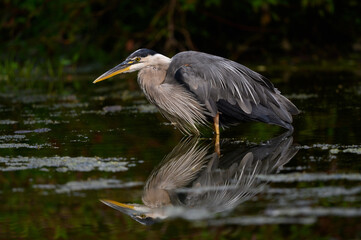 Great Blue Heron with Reflection Standing in Water, Closeup Portrait  