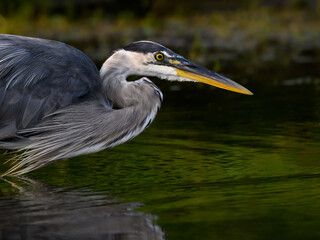 Great Blue Heron Closeup Portrait  against Green Water