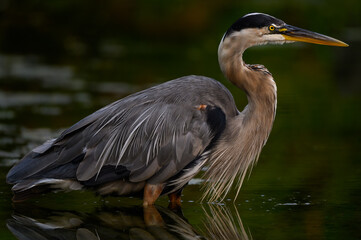 Great Blue Heron Closeup Portrait on Green Background