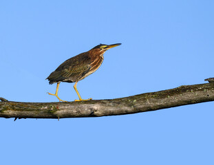 Green Heron Standing on Dead Tree Branch against Blue Sky
