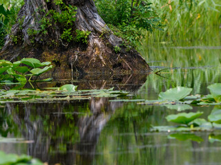Fototapeta na wymiar Green Heron Fishing on the Pond at the Base of the Tree