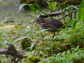 Green Heron Calling Closeup Portrait on the Pond with Aquatic Plants