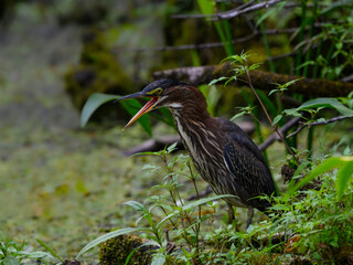 Green Heron Closeup Portrait on the Pond against Aquatic Plants