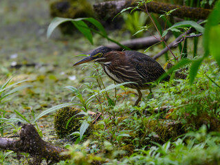 Green Heron Closeup Portrait on the Pond with Aquatic Plants