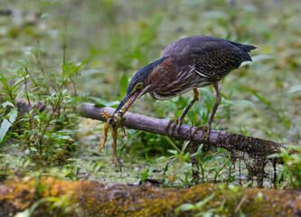 Green Heron Standing on Log and Caught a Large Frog