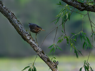 Green Heron Standing on Tree Branch ,Portrait