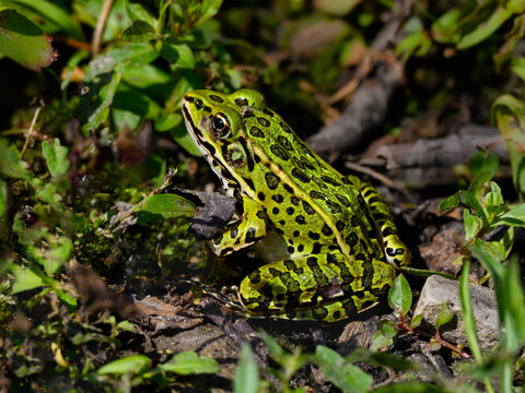 Northern Leopard Frog Sitting on Forest Ground