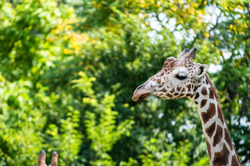giraffe in the grass