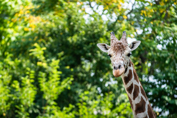 giraffe in the wild
