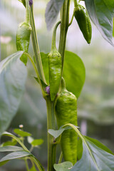 green pepper growing in greenhouse close-up, sweet pepper gardening, vertical photo