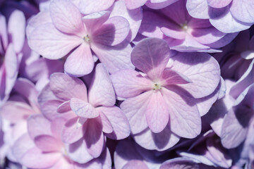 Flower background of purple hydrangea macrophylla close-up.