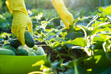 farmer's hands harvest cucumbers in yellow gloves, gardening cucumbers