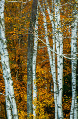 Obraz premium autumn in the forest