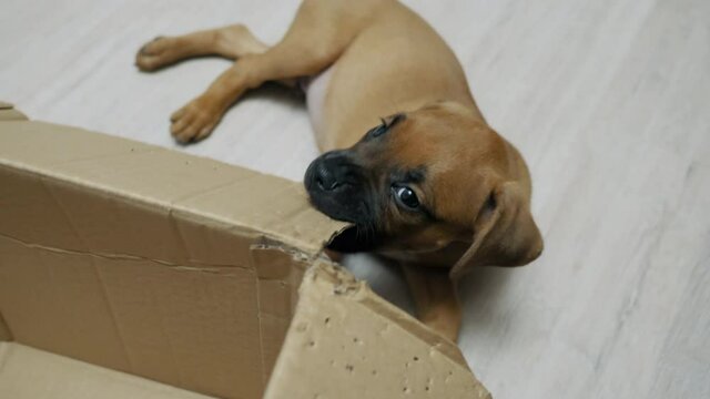 German boxer puppy gnaws on a box, dog bad behavior at home, teething