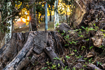 detail of sawn tree from the forest with the sunset in the background in Brazil