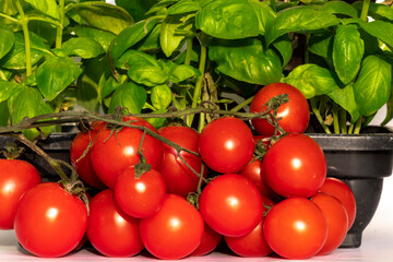 close-up of green basil leaves plant and red grape tomatoes in Brazil
