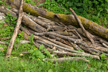 Collected fallen branches in public park