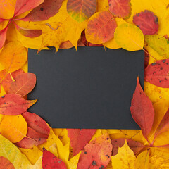 autumn flat lay with paper sheet and leaves