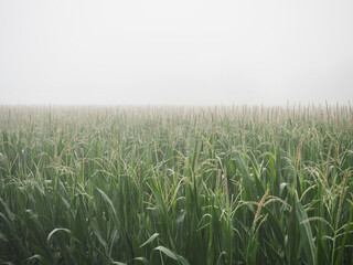 Fog Covered Ripening Corn Field in Summer