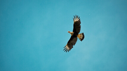 An eagle flying in the sky with copy space, white-tailed sea eagle with outstretched wings, osprey flying in the sky with space