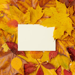 Naklejka na ściany i meble autumn flat lay with paper sheet and leaves